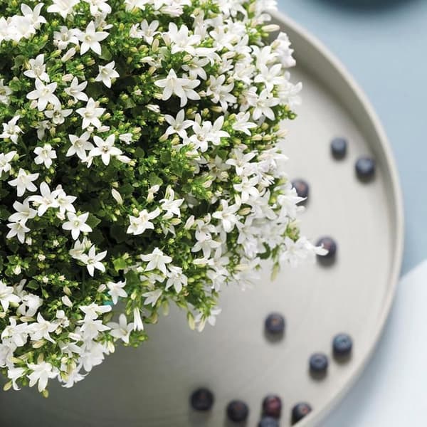 Campanula Addenda Ambella - vit blomma - skål i trä med 2 trädgårdsplantor - kruka 12cm - perenn - hårdförädlad