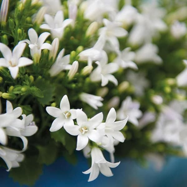 Campanula Addenda Ambella - vit blomma - skål i trä med 2 trädgårdsplantor - kruka 12cm - perenn - hårdförädlad
