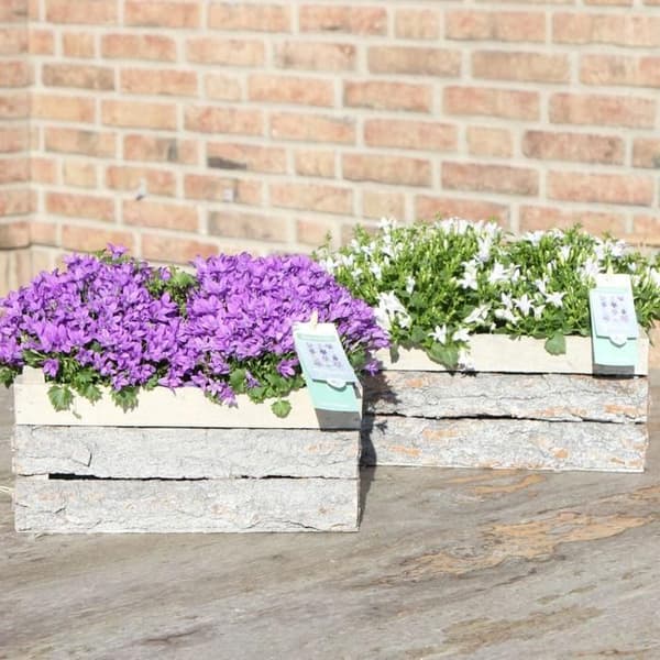 Campanula Addenda Ambella - vit blomma - skål i trä med 2 trädgårdsplantor - kruka 12cm - perenn - hårdförädlad