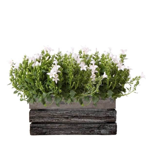 Campanula Addenda Ambella - vit blomma - skål i trä med 2 trädgårdsplantor - kruka 12cm - perenn - hårdförädlad