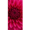 Pikkukuva 4 / 4: Apple iPhone 13 Pro Lompakkokotelo Rosecore