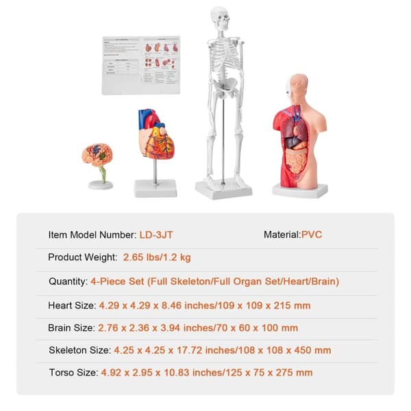 Ihmisen anatomiamallin sarja, 4 irrotettavaa osaa, PVC-rakenne,4 kpl