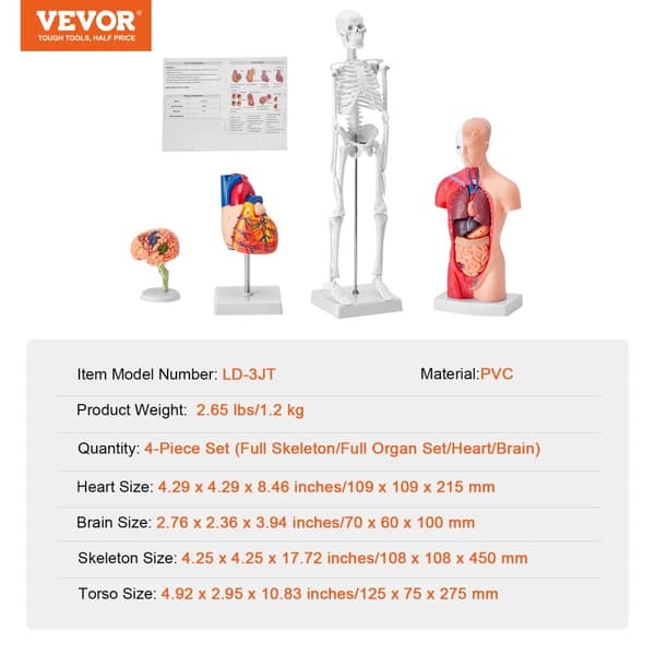 Ihmisen anatomiamallin sarja, 4 irrotettavaa osaa, PVC-rakenne,4 kpl