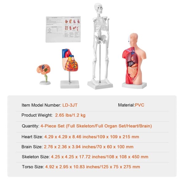 Ihmisen anatomiamallin sarja, 4 irrotettavaa osaa, PVC-rakenne,4 kpl