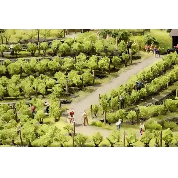 Vines, 24 fot