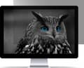 Miniatyrbilde 5 av 5: NATEC Owl, 61 cm (24"), 16:9, Skjerm, Rammeløst skjermfilter, Privatliv