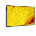 Miniatyrbilde 1 av 5: Skjerm NEC 60005048 43" 4K Ultra HD LED 43" IPS 50-60  Hz