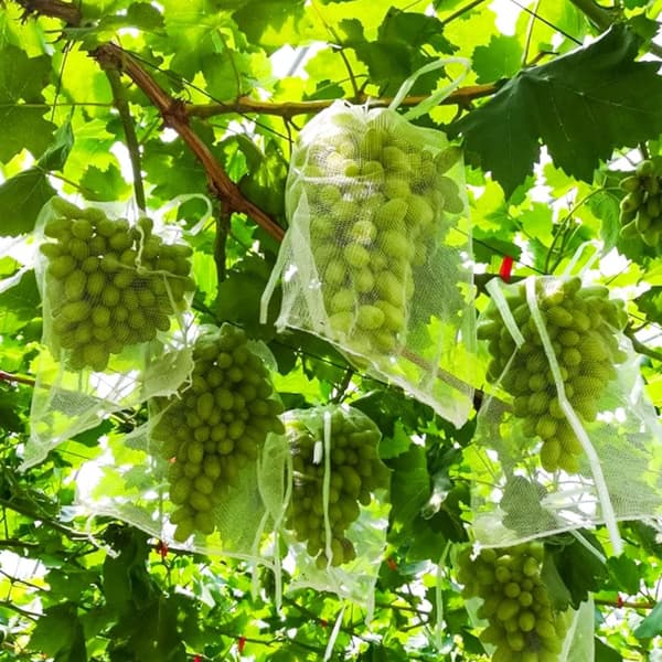 50 Bolsas Protectoras de Organza para Racimos de Uvas con Cintas 25x35cm Bolsa Protectora de Frutas Red contra Insectos Protección Antiplagas para Jar