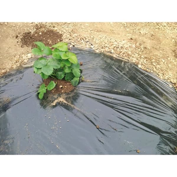 Mikroperforerad mulching film - VILMORIN - 1,40m x 10m - 50µm - Anti UV - Anti ogräs
