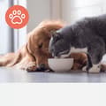 Pikkukuva 4 / 5: Leitz Trusens Pet -hiilisuodatin Z-2000 keskikokoiseen ilmanpuhdistimeen