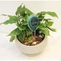 Miniatyrbild 4 av 4: TD Soil Tester 3 i 1 Solid PH Meter Fuktighet Ljus Surhet Jord Växt Ideal Trädgårdssensor Farm Gräsmatta Inomhusljus