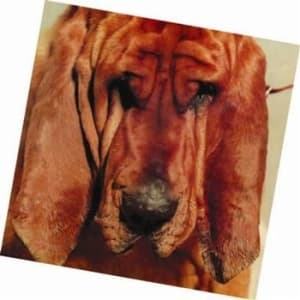 Segall Ty - Goodbye Bread (CD)