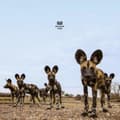 Miniatyrbillede 1 af 2: Balthazar - Fever (CD)