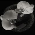 Miniatyrbillede 1 af 2: Patton Mike & Jean-Claude Vannier - Corpse Flower (CD)