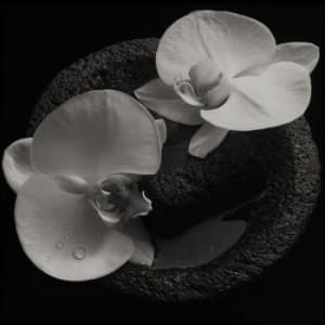 Patton Mike & Jean-Claude Vannier - Corpse Flower (CD)