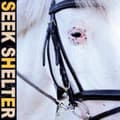 Miniatyrbilde 1 av 2: Iceage - Seek Shelter (CD)