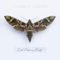 Miniatyrbillede 1 af 2: Cowboy Junkies - Such Ferocious Beauty (CD)