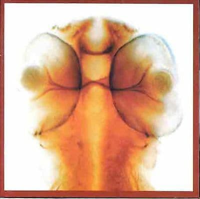 Eno Roger and Lol Ham : Damage CD Pre-Owned