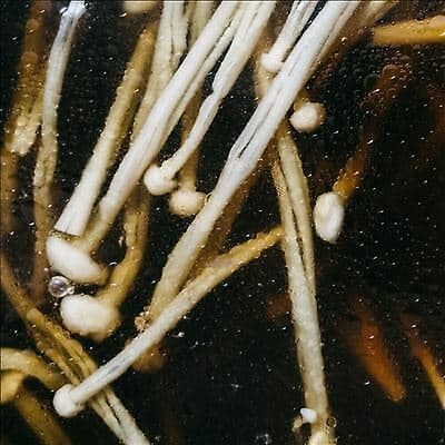 Matthias Lindermayr : Triptych CD 12″ Album (2021)