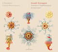 Pikkukuva 2 / 2: Guido Balestracci L'amoroso - Seconde Stravaganze: Venetian & Nea (CD)