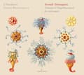 Pikkukuva 1 / 2: Guido Balestracci L'amoroso - Seconde Stravaganze: Venetian & Nea (CD)