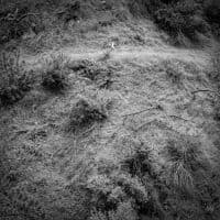 Tivel Anna - Animal Poem (CD)