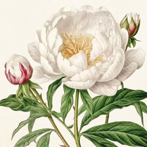 Napkin Rose Pimpinella