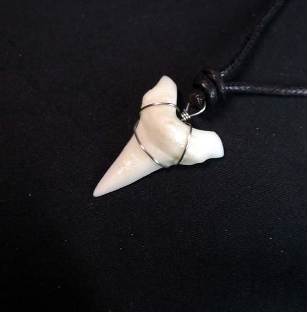 Hajtand Bullshark Halsband