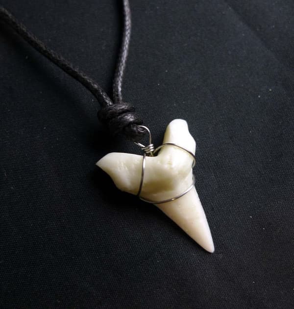 Hajtand Bullshark Halsband