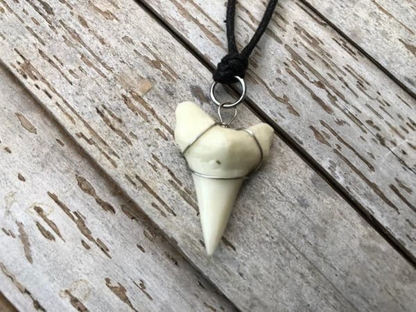 Hajtand Bullshark Halsband
