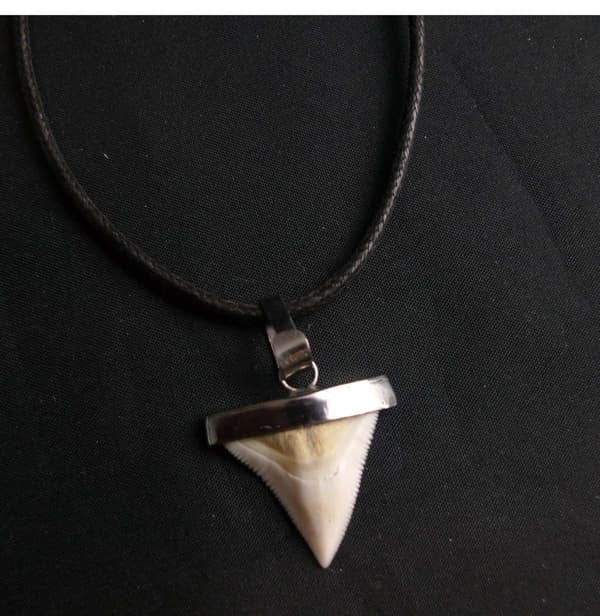 Hajtand Från Bullshark