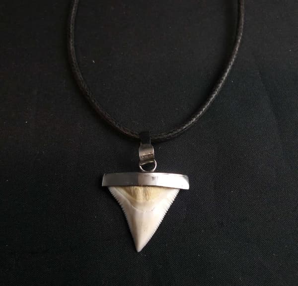 Hajtand Från Bullshark