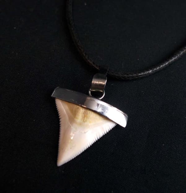 Hajtand Från Bullshark