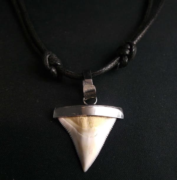 Hajtand Från Bullshark
