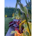 Miniatyrbilde 4 av 11: Namron LED Strip COB RGB+W 5m IP65 IR