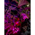 Miniatyrbilde 8 av 11: Namron LED Strip COB RGB+W 5m IP65 IR