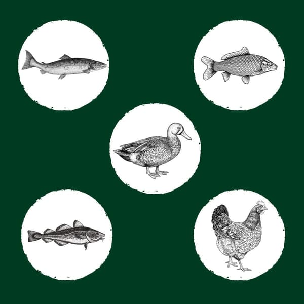 EDEN Original Cousine - torrfoder för katter - 10 kg