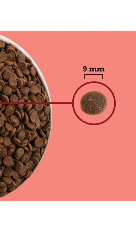 ACANA Highest Protein Indoor Cat - torrfoder för katter - 4,5 kg