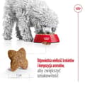 Miniatyrbillede 5 af 6: ROYAL CANIN Adult Mini S - tørfoder til hunde - 4 kg