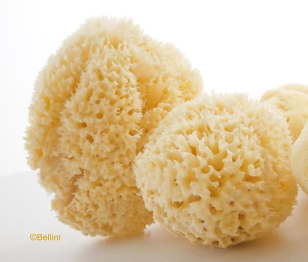 Babù® sponge natural nr.12