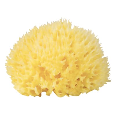 Babù® sponge natural nr.12
