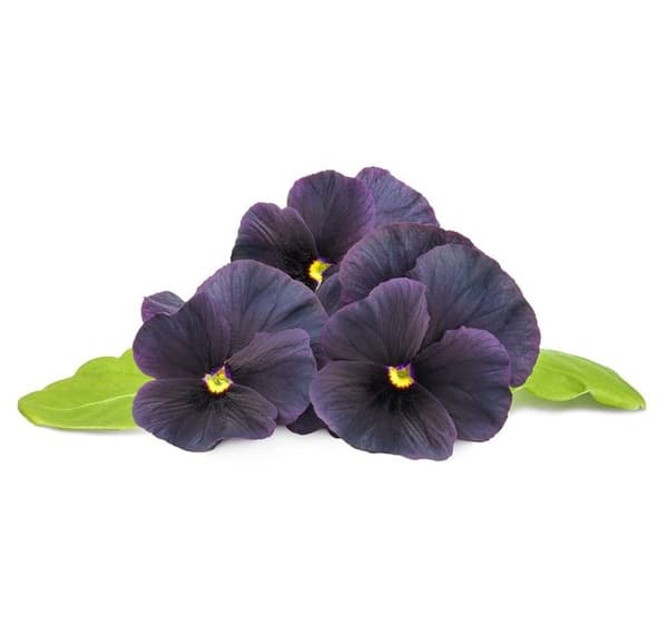 Click & Grow Smart Garden refill Svart pensé 3st