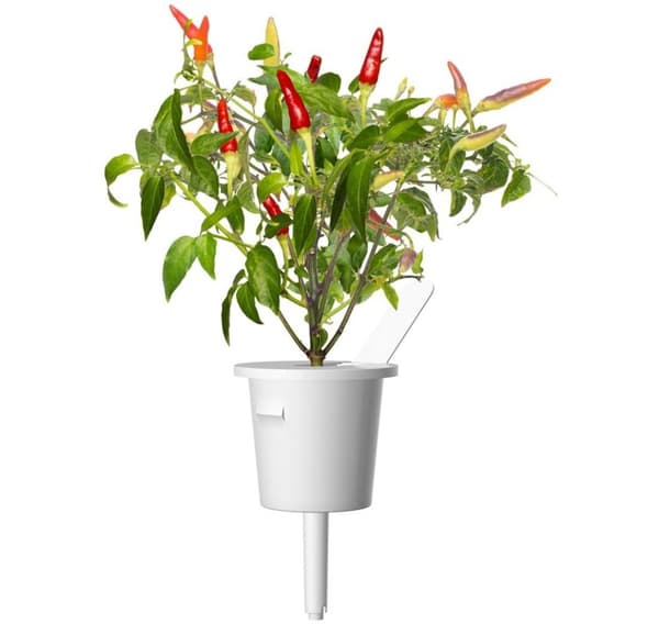 Click & Grow Smart Garden refill Rød chilipepper 3 stk