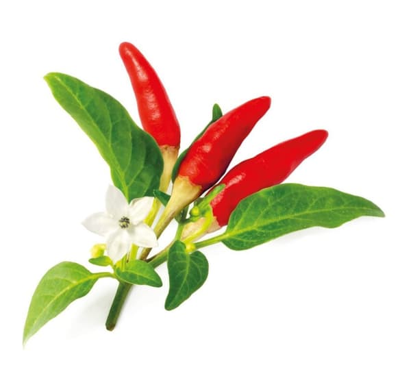 Click & Grow Smart Garden refill Rød chilipepper 3 stk