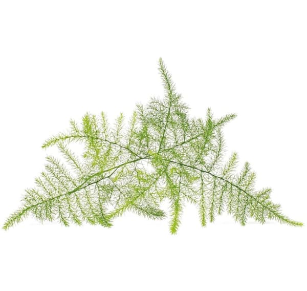 Click & Grow Smart Refill Feather spar 3st