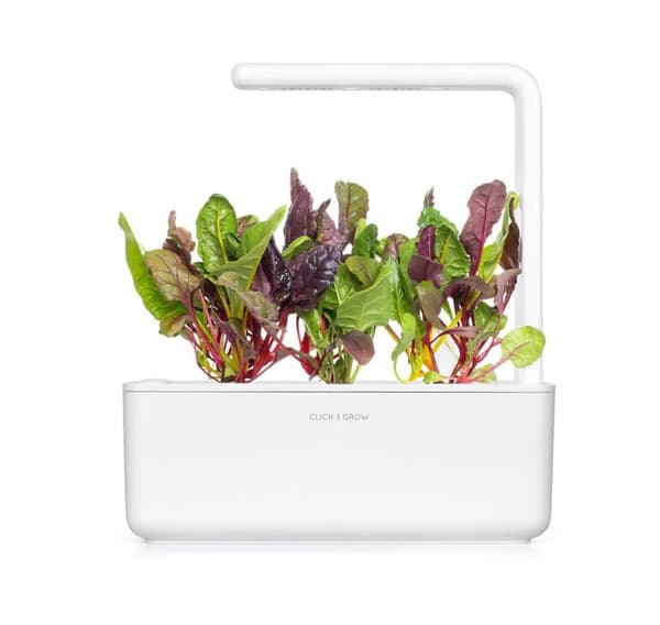 Click & Grow Smart Refill Rainbow Chard 3stk