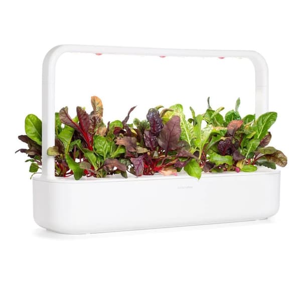 Click & Grow Smart Refill Rainbow Chard 3stk