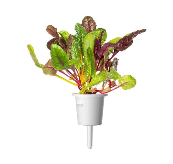 Click & Grow Smart Refill Rainbow Chard 3stk