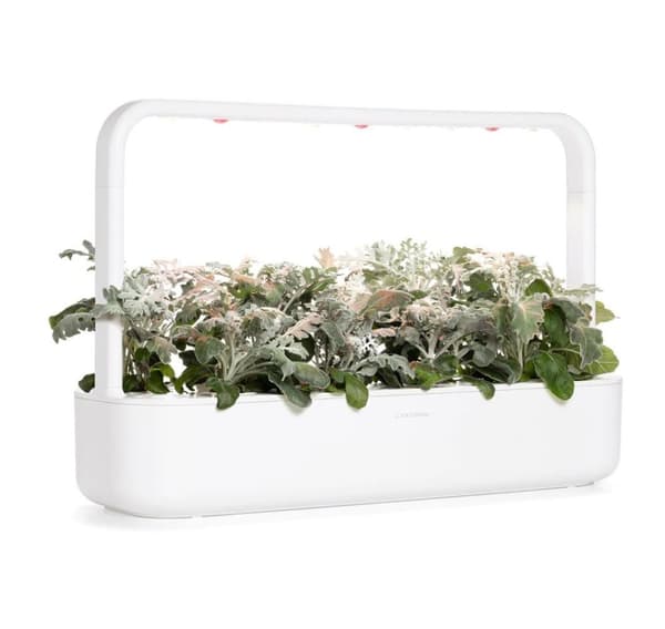 Click & Grow Smart Refill Dusty Miller 3pcs