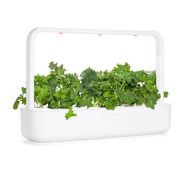 Click & Grow Smart Refill Green Kale 3kpl
